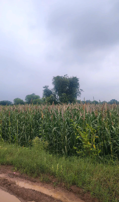 9P7M+X7W, Alwar, RJ SH 44, Bharkol, Rajasthan 321633, India