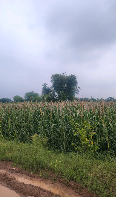 9P7M+X7W, Alwar, RJ SH 44, Bharkol, Rajasthan 321633, India