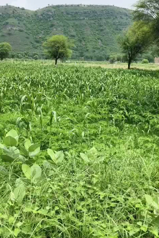 5WP3+HP Rampur Ghoria, Meerut, Uttar Pradesh, India