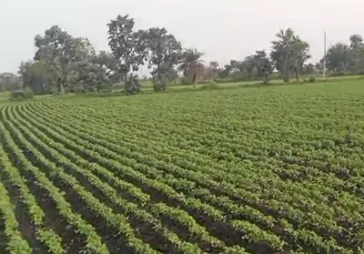 57PW+RG Bardu, Dewas, Madhya Pradesh, India preview 2