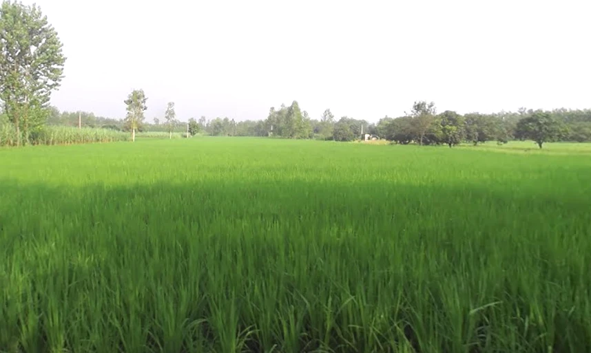 4RX4+R42, Satpura, Uttar Pradesh 247129, India