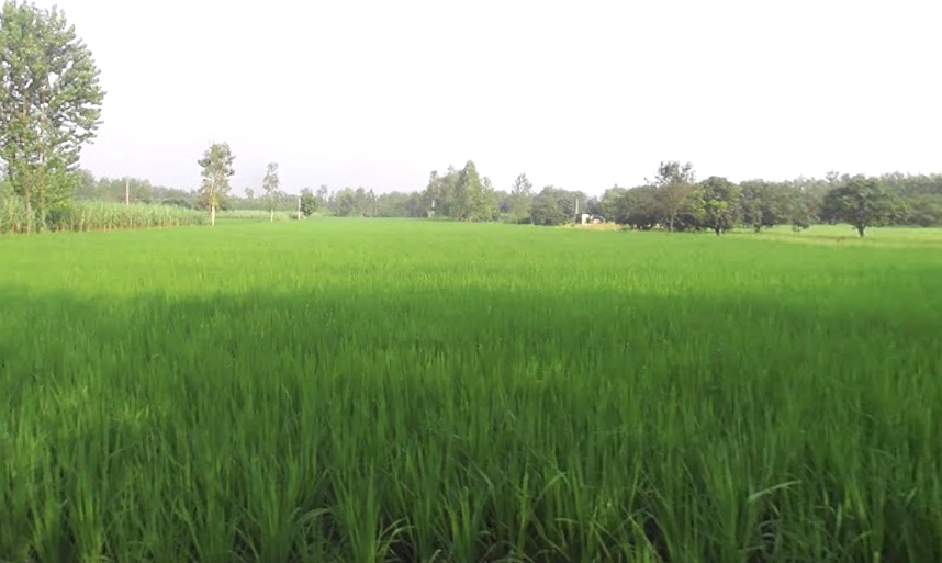 4RX4+R42, Satpura, Uttar Pradesh 247129, India