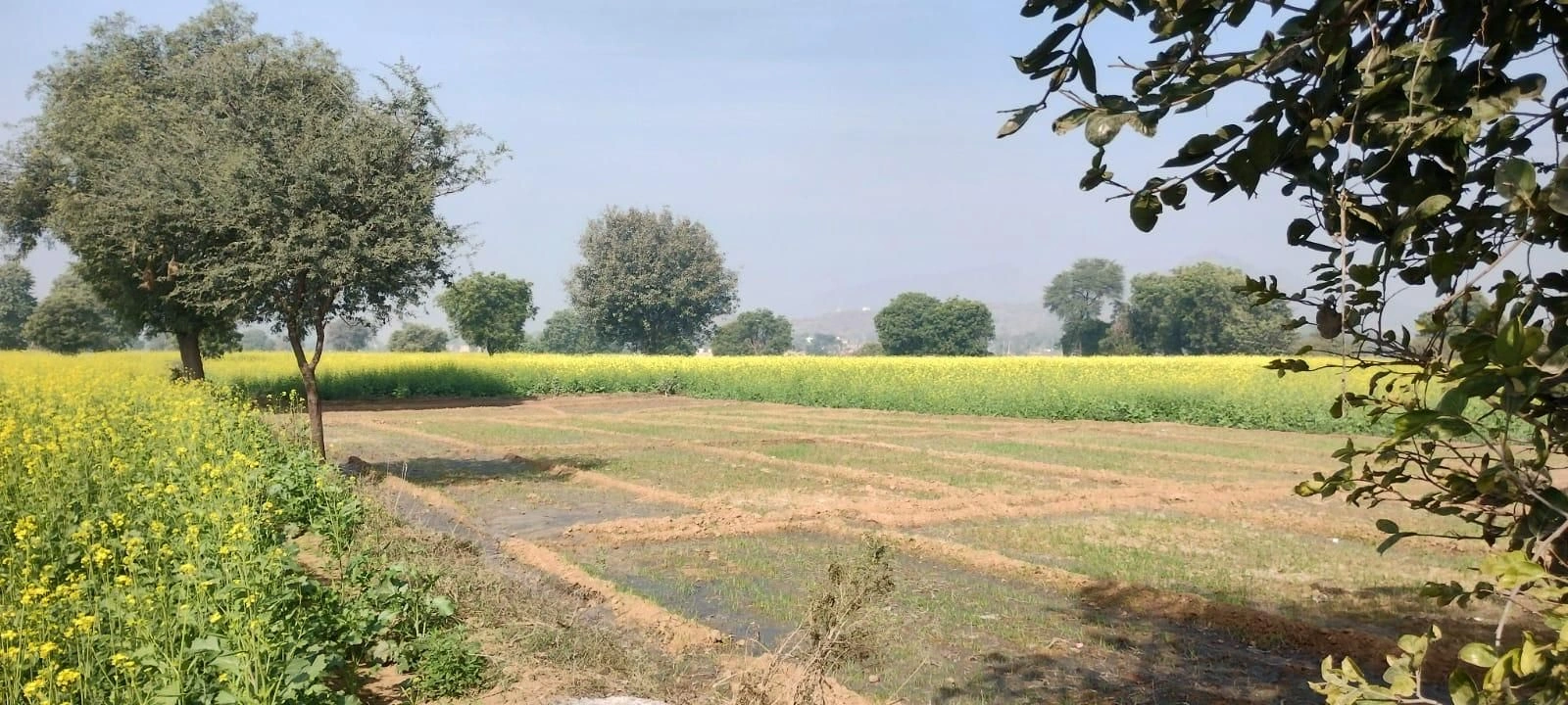 Tohana, Fatehabad, Haryana 125120, India