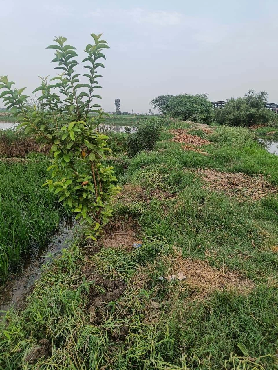 Javara, Mathura, Uttar Pradesh, India