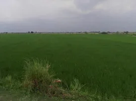 Ajgain, Uttar Pradesh, India preview 3