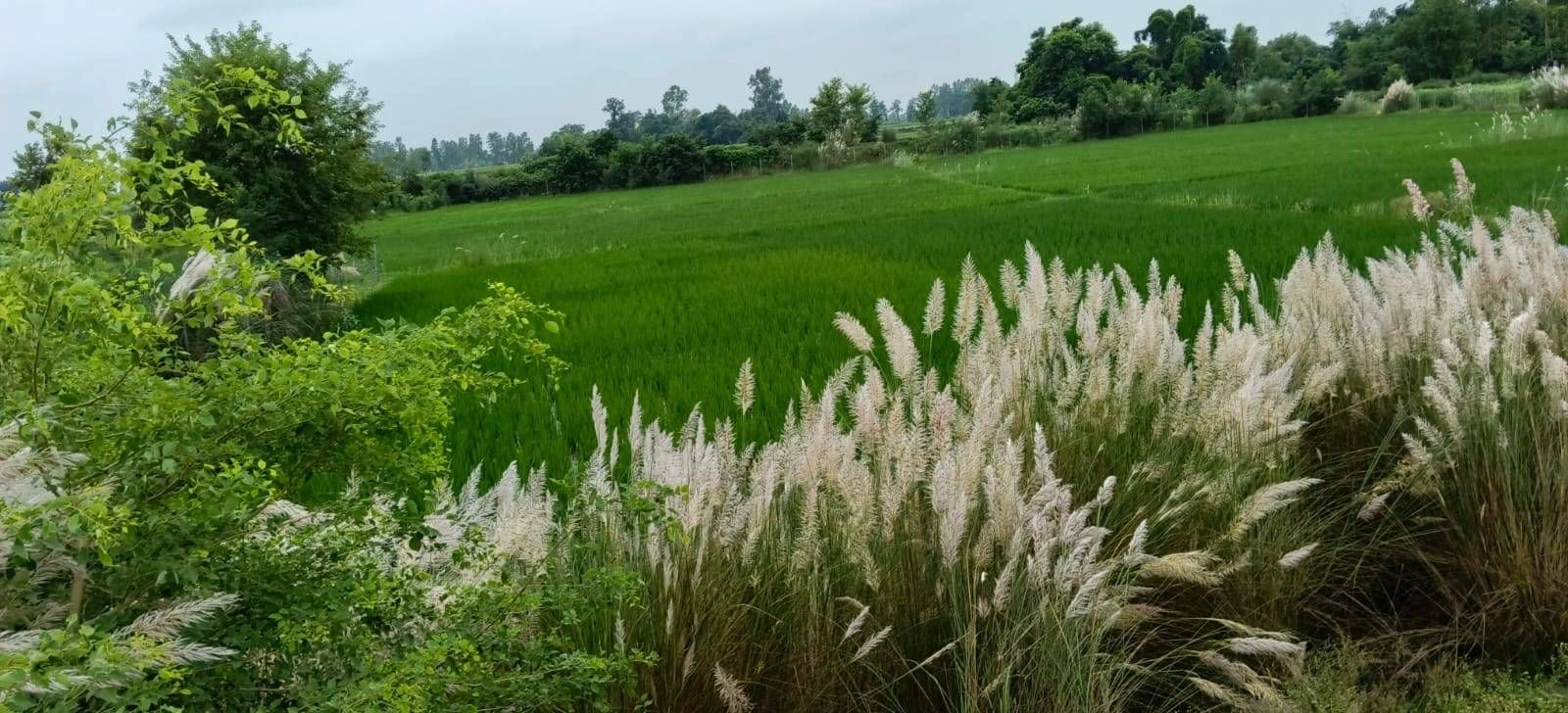 Mohanlalganj, Lucknow, Uttar Pradesh 226301, India