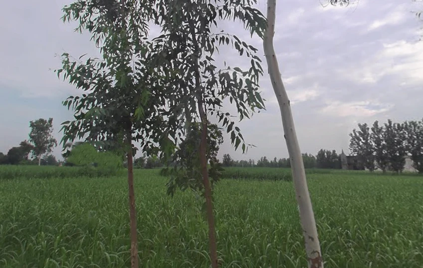 Behat, Uttar Pradesh 247121, India