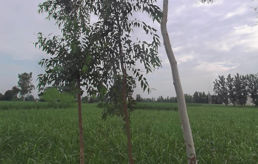 Behat, Uttar Pradesh 247121, India