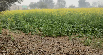 Kalwa, Punjab 147021, India preview 3
