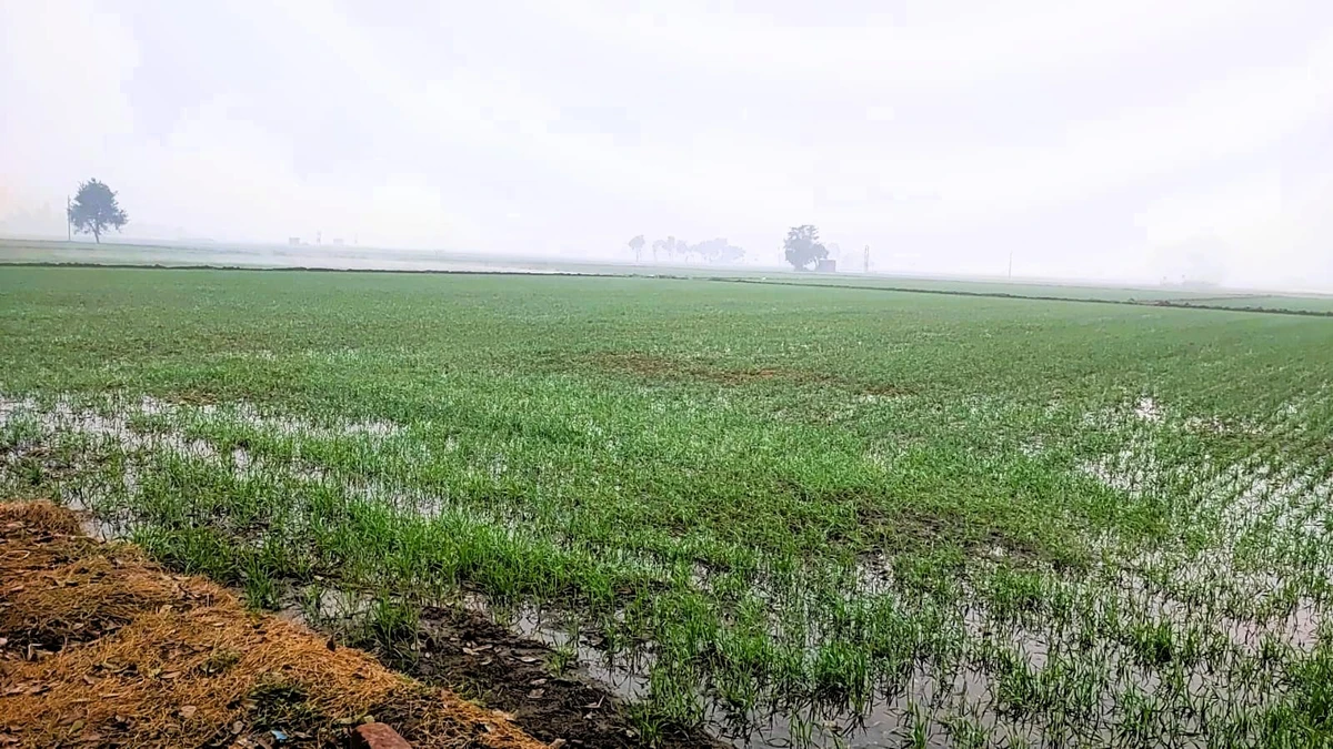 Rangrooti Khera, Haryana 132039, India