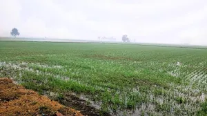Rangrooti Khera, Haryana 132039, India preview 2