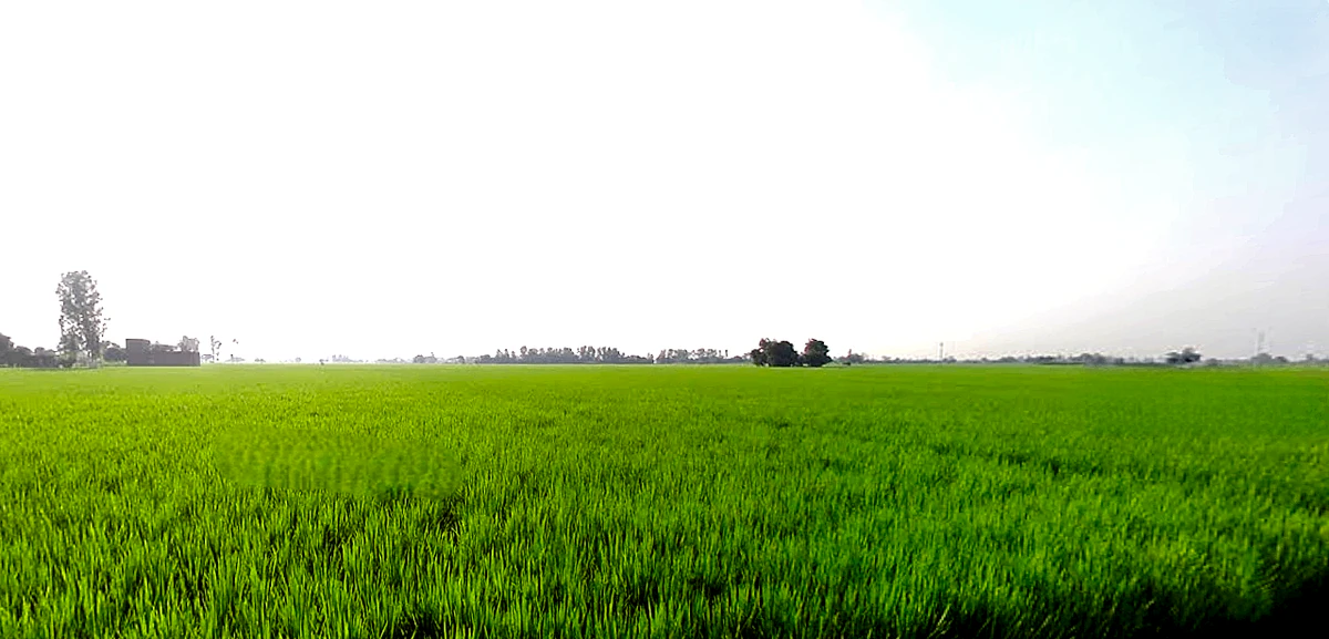 Rajpura, Punjab, India
