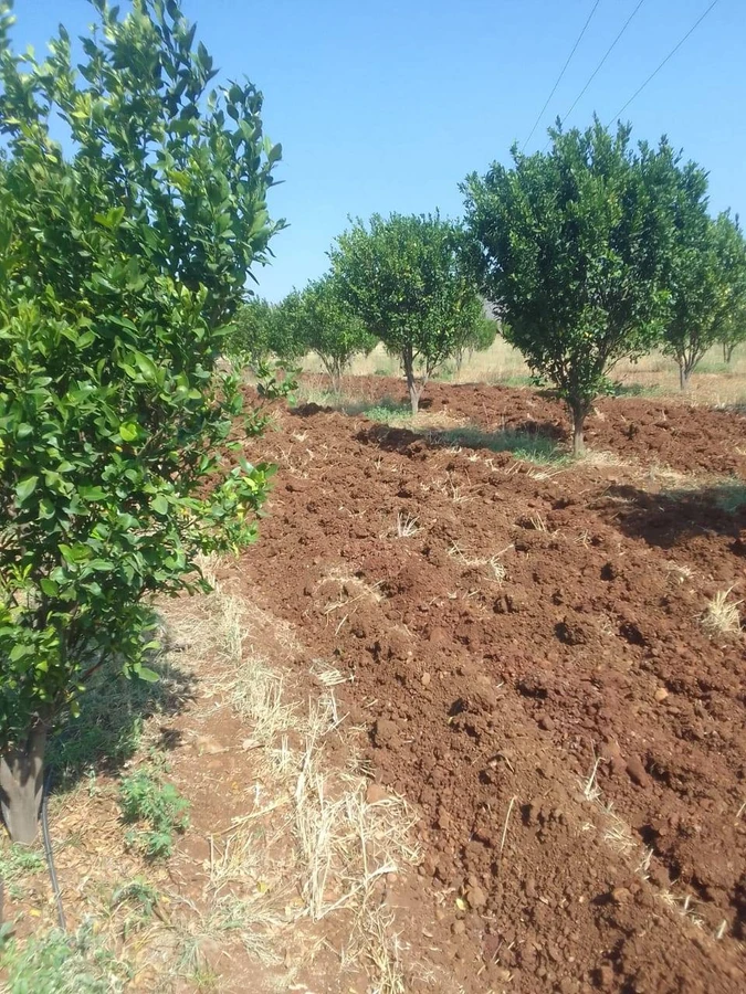 Andher Baodi, Madhya Pradesh 460220, India