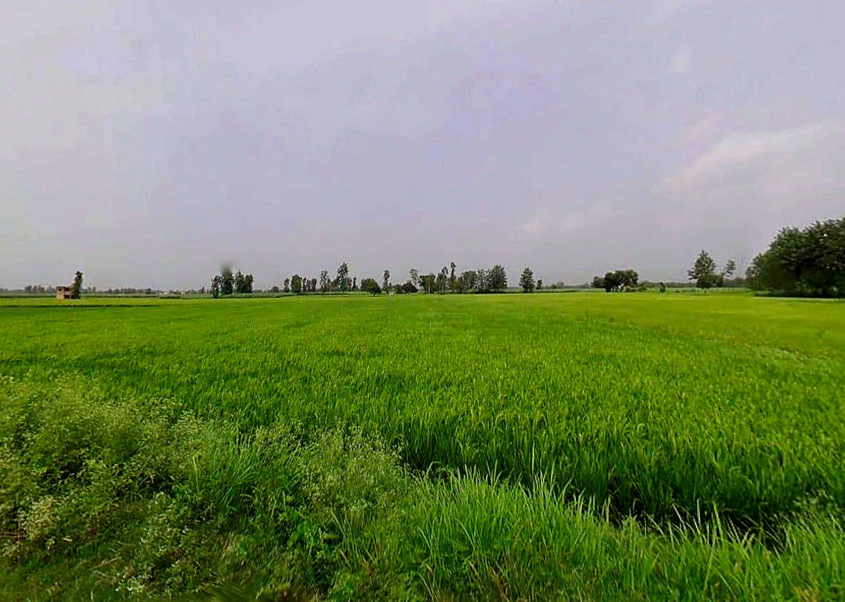 Sarsawa, Uttar Pradesh 247232, India