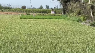 Kuthala Rd, Maler Kotla, Ferozepur Kuthala, Punjab 148023, India preview 3
