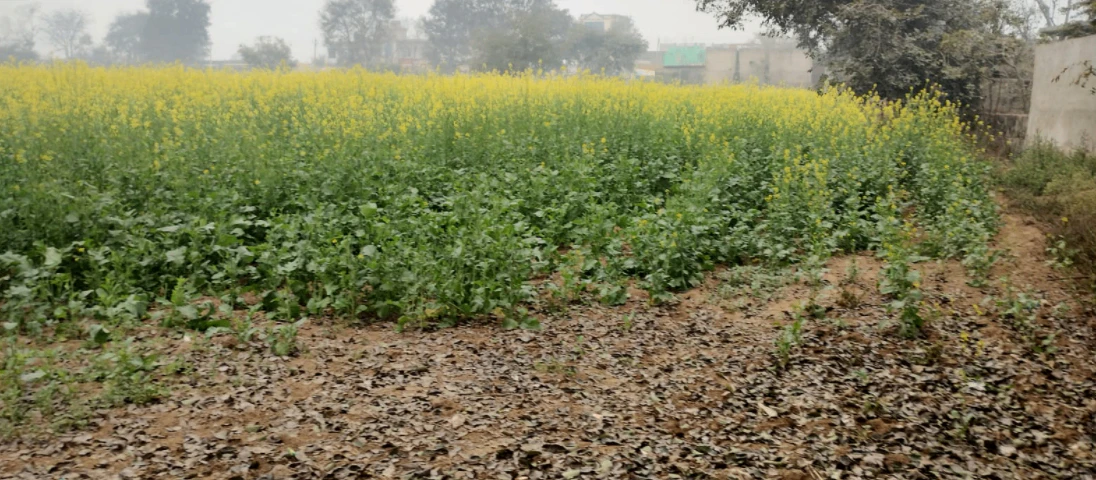 Rajpura, Punjab, India