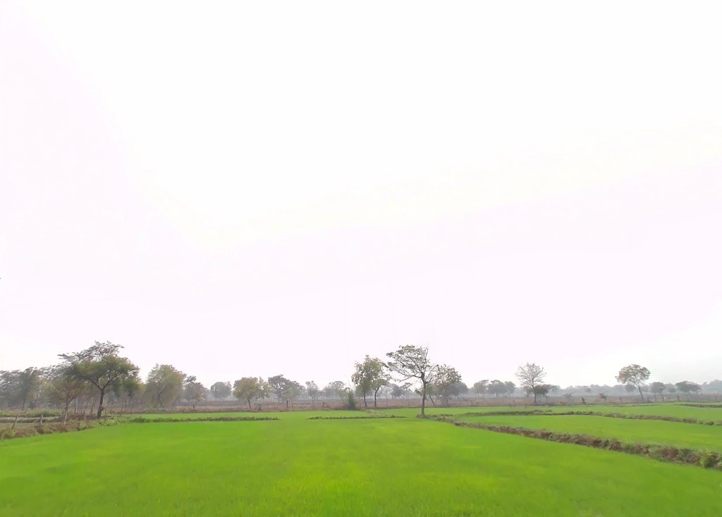 Kutela, Chhattisgarh 493558, India