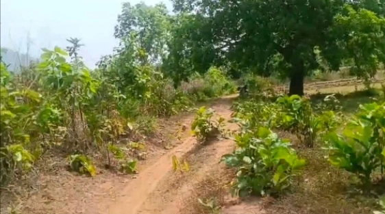 Raikia, Odisha 762101, India