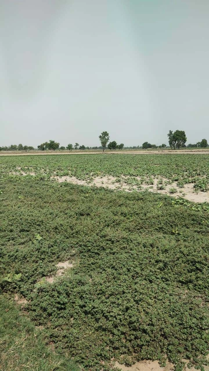 Ajijpur, Uttar Pradesh, India