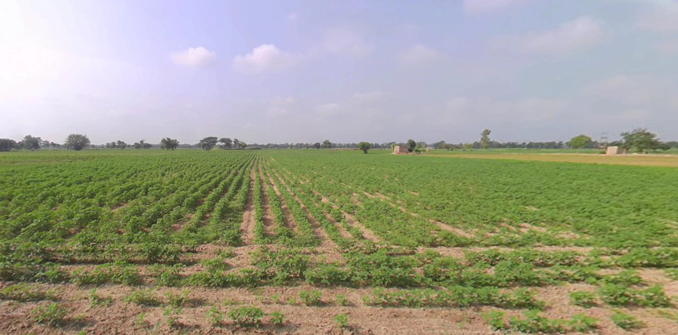 Talwandi Sabo, Punjab 151302, India