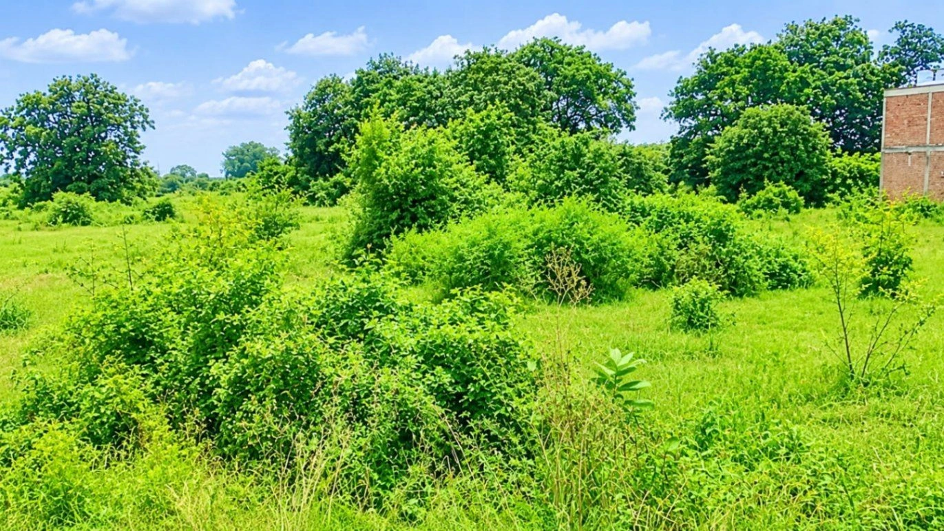 Narwal, Kanpur Nagar, Uttar Pradesh 209401, India