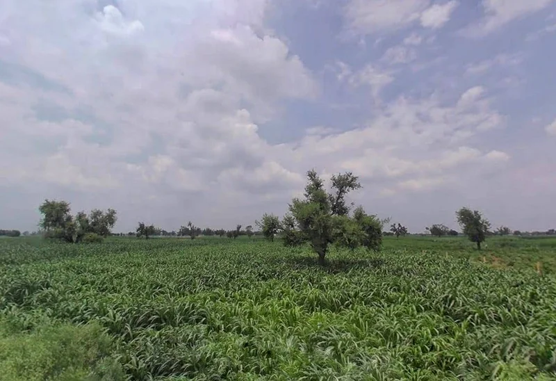 Bharatpur Rd, Semli, Rajasthan, India preview 3