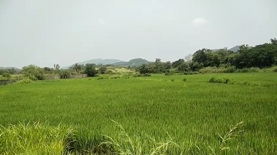 8P79+JJ8, MDR64, Surajgarh, Rajasthan 333029, India