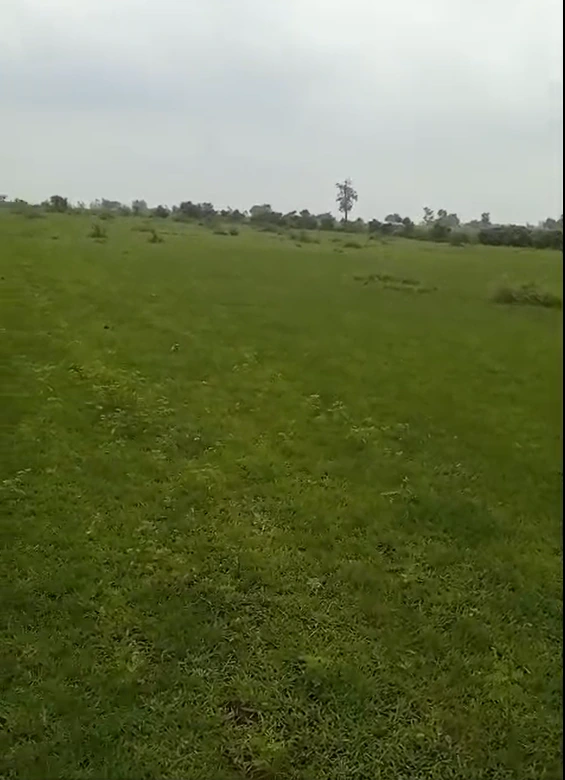 Borbawadiya, Khargone, Madhya Pradesh 451220, India
