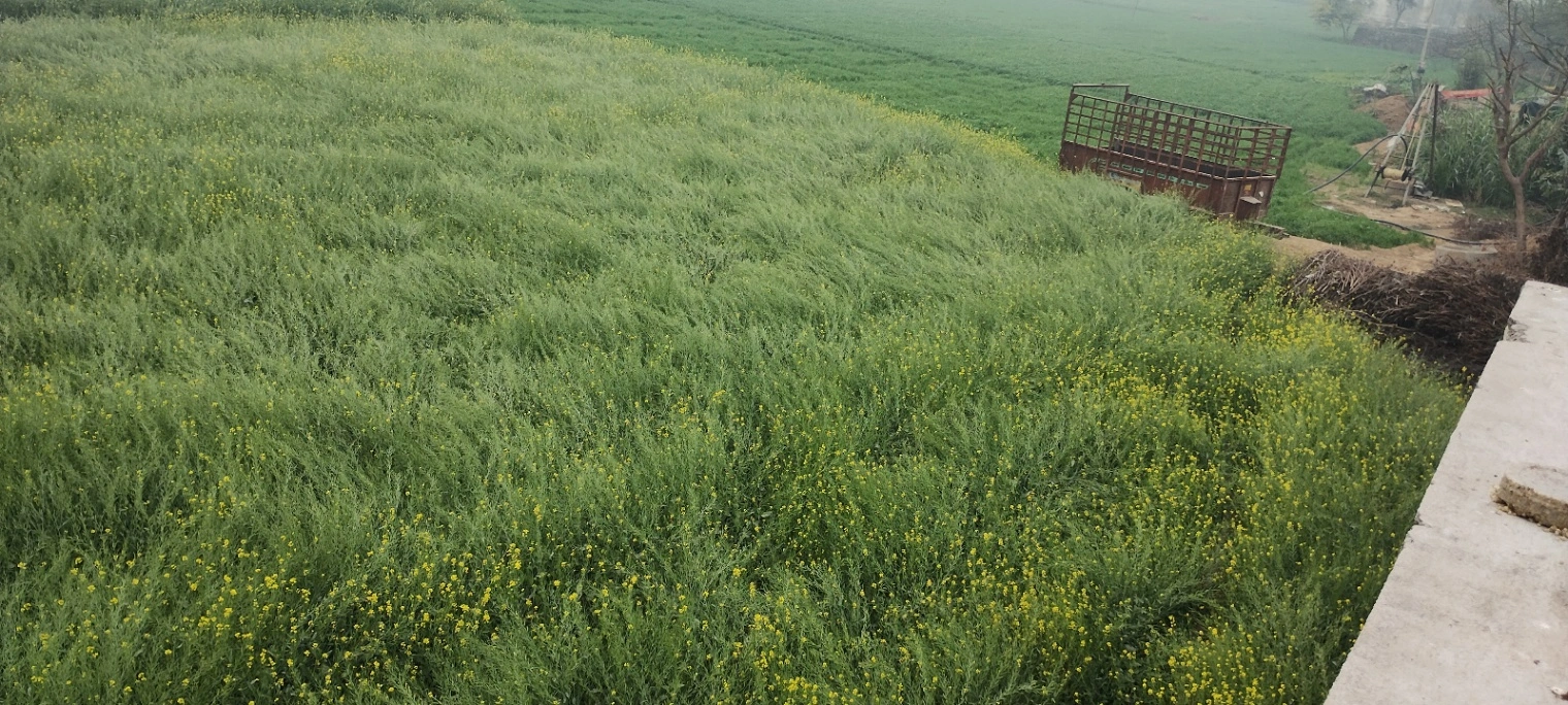 Barodameo, Rajasthan 301021, India