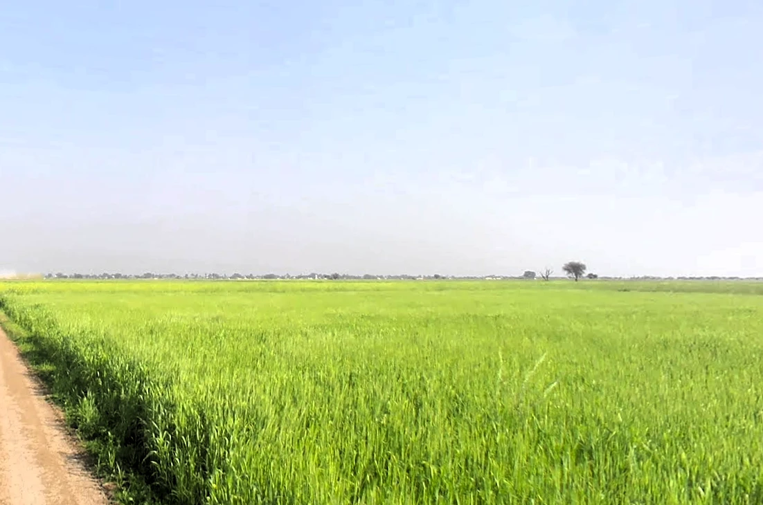 Zahidpur, Haryana 124103, India