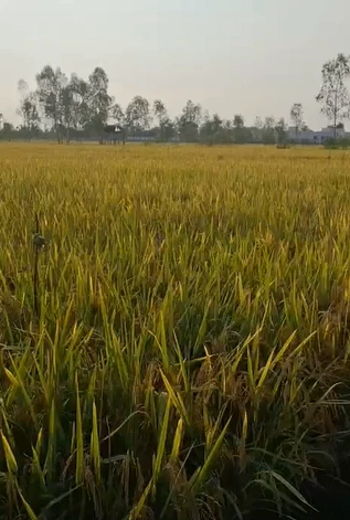 Belwai - Phulpur Rd, Jaunpur, Kutulupur, Uttar Pradesh 222180, India