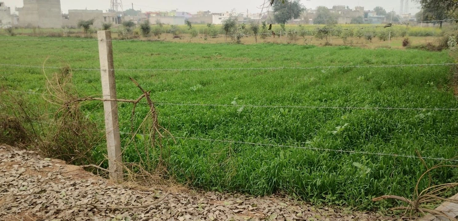 Chikani, Rajasthan 301028, India