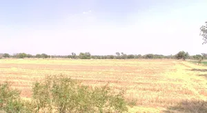 Dhamnod Rd, Guljhiri, Madhya Pradesh, India preview 3