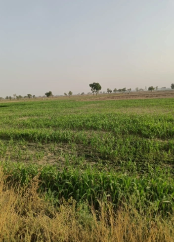 Nurpur Bedi, Punjab 140117, India