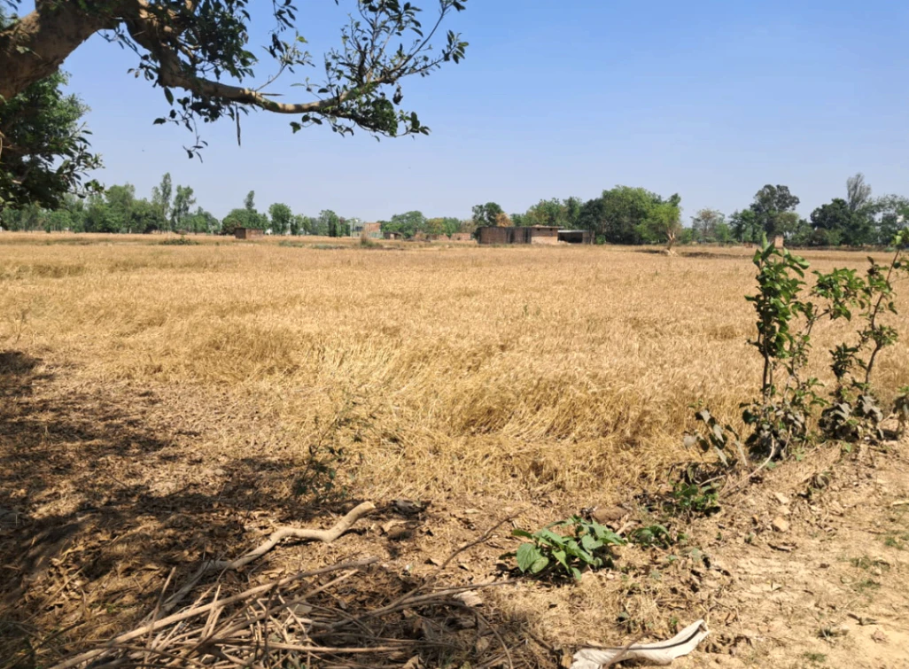 Morinda - Chunni Rd, Bhateri, Punjab, India
