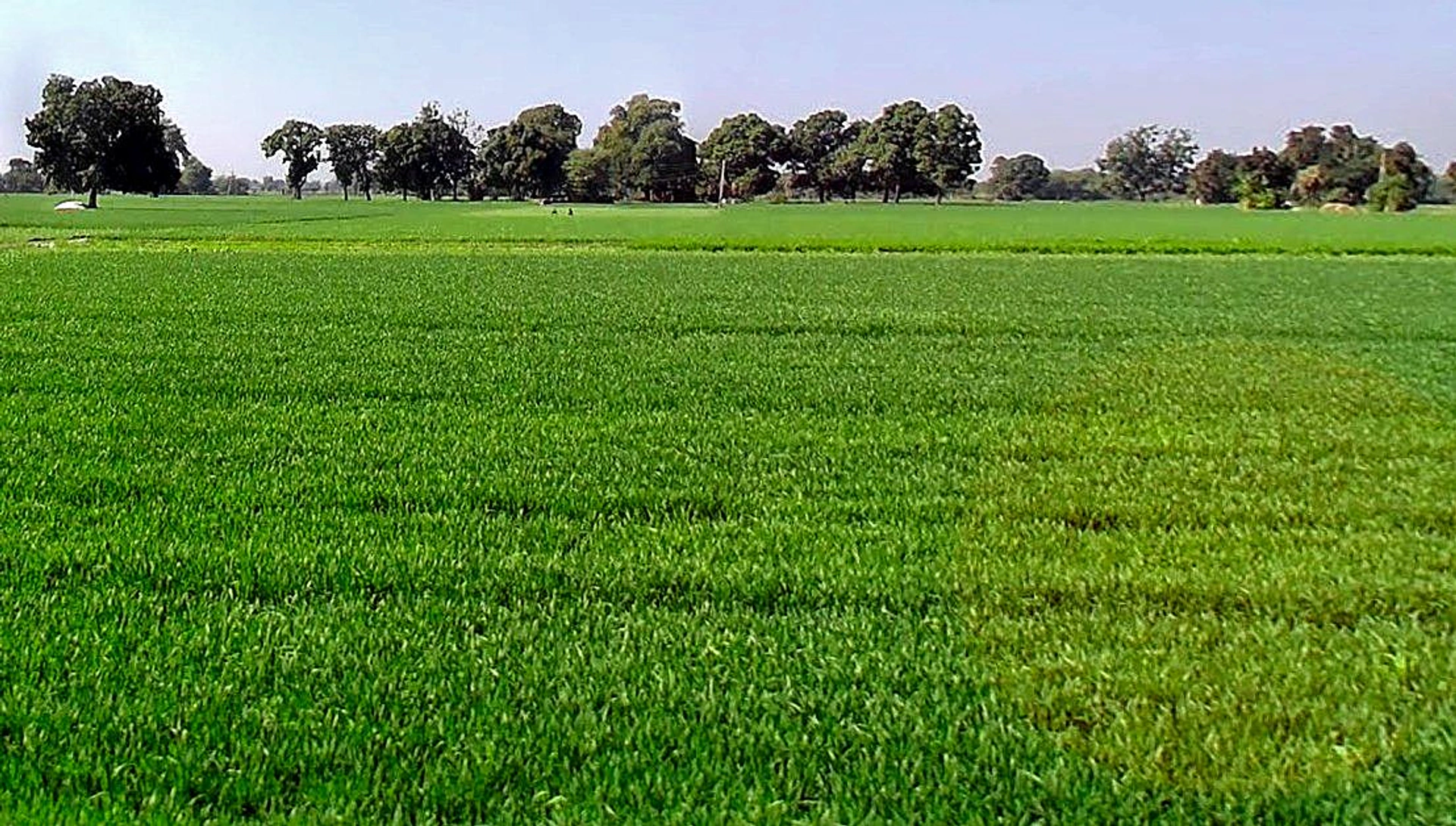 Tonk Khurd, Madhya Pradesh 455116, India