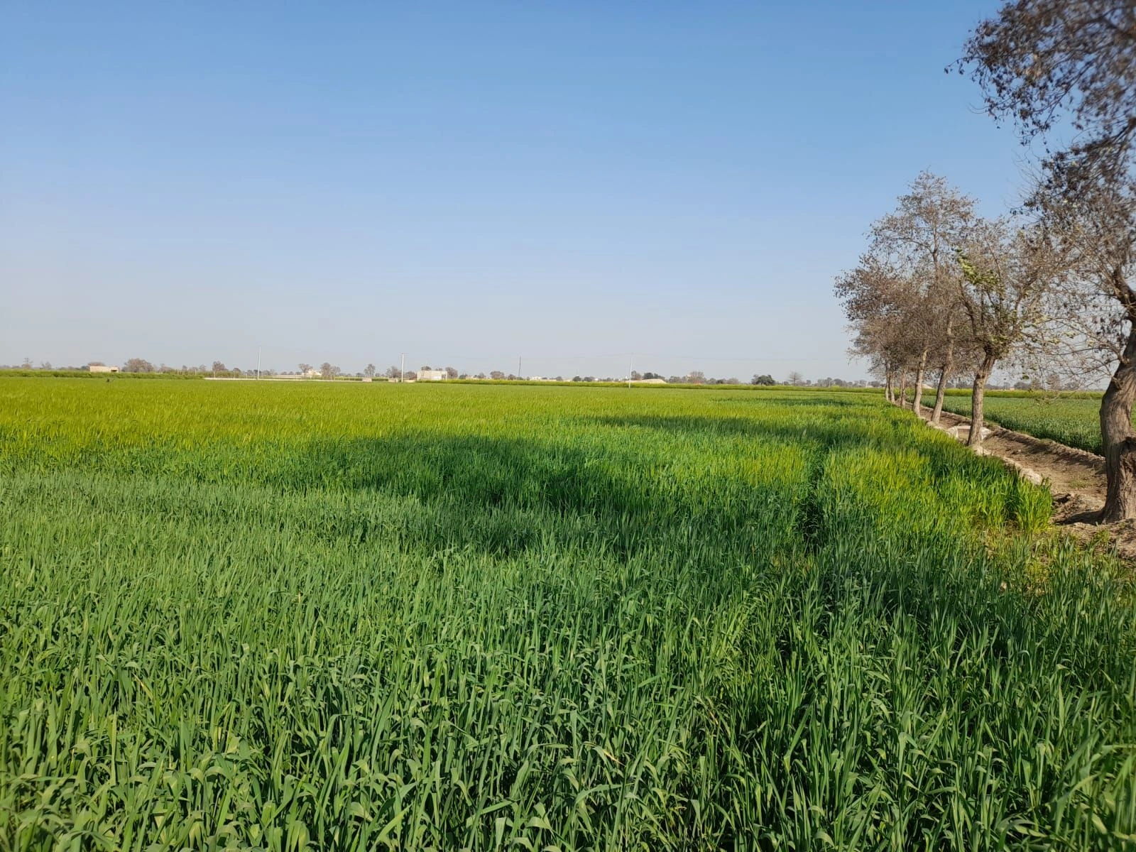 Hirnawali, Rajasthan 335064, India