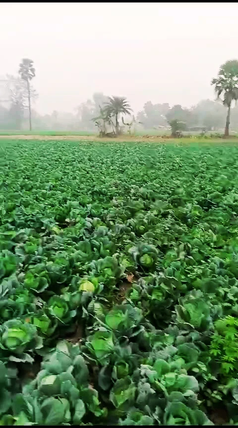 Bhathahi, Bihar, India