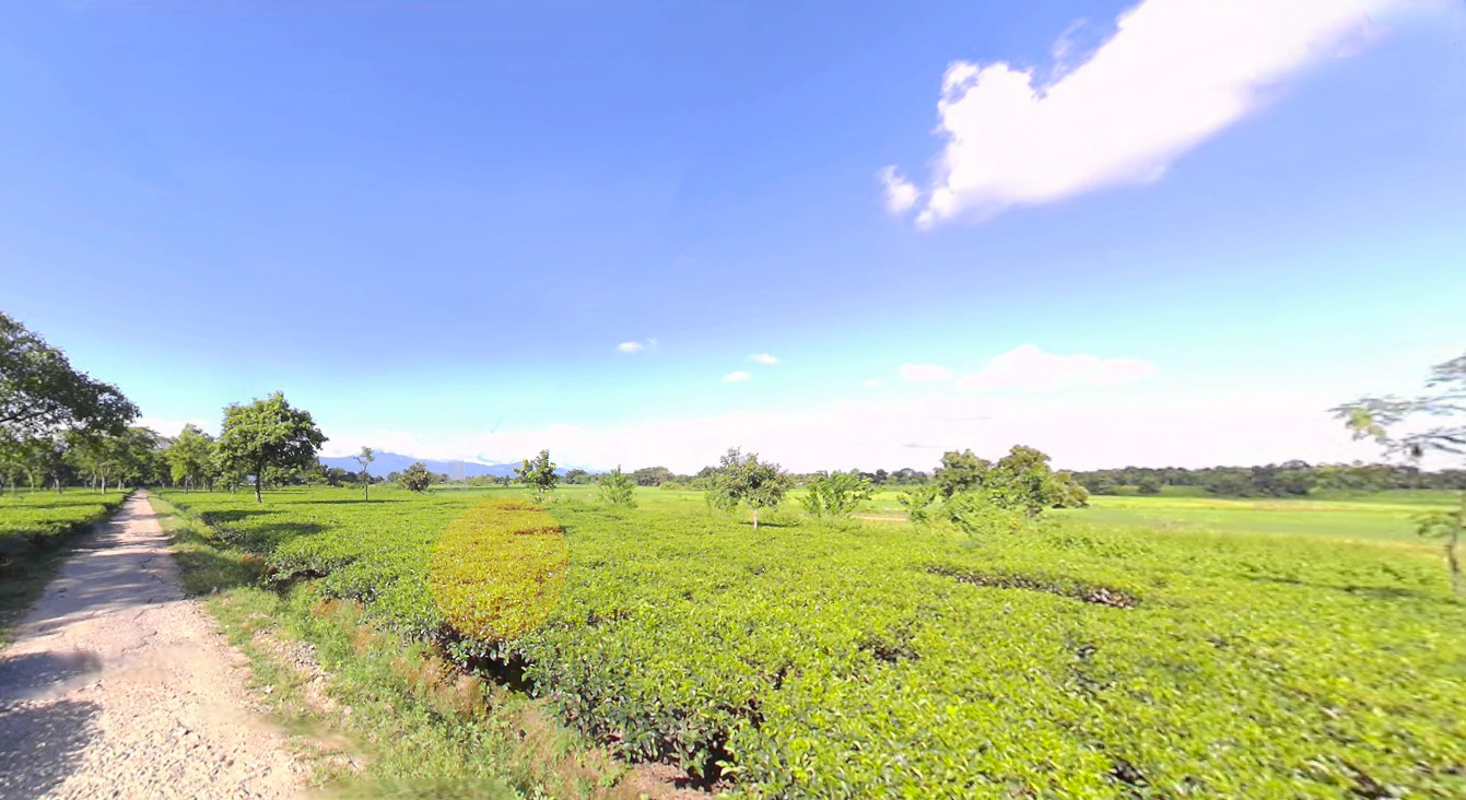 Ambari, West Bengal 735135, India