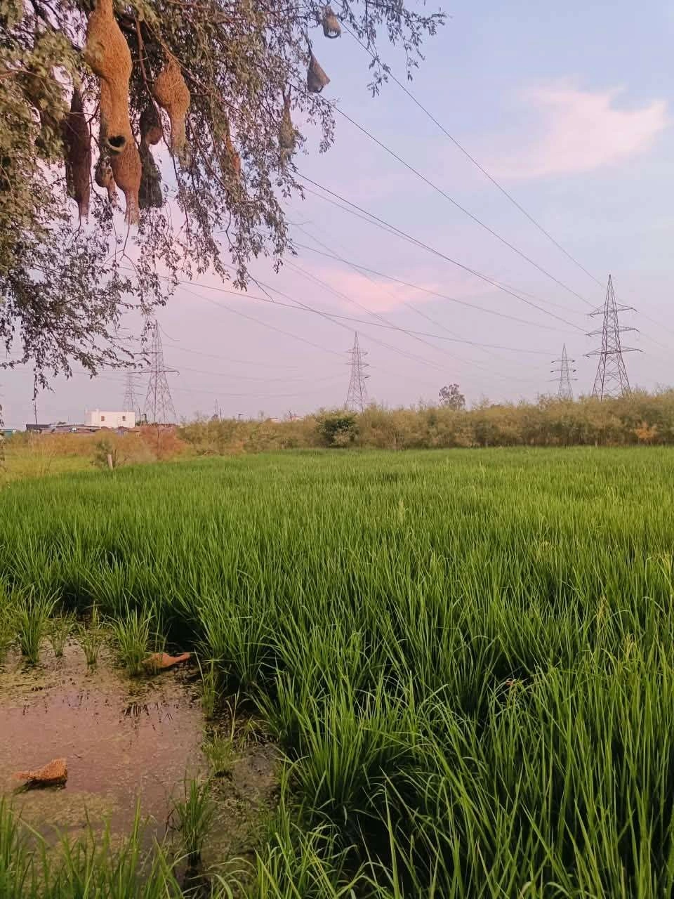 Baraka, Mathura, Uttar Pradesh, India