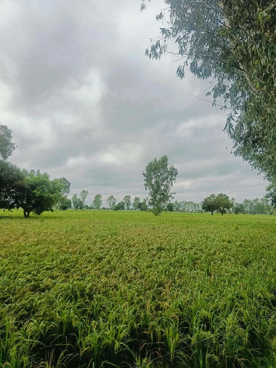 Malhu, Mathura, Uttar Pradesh 281123, India