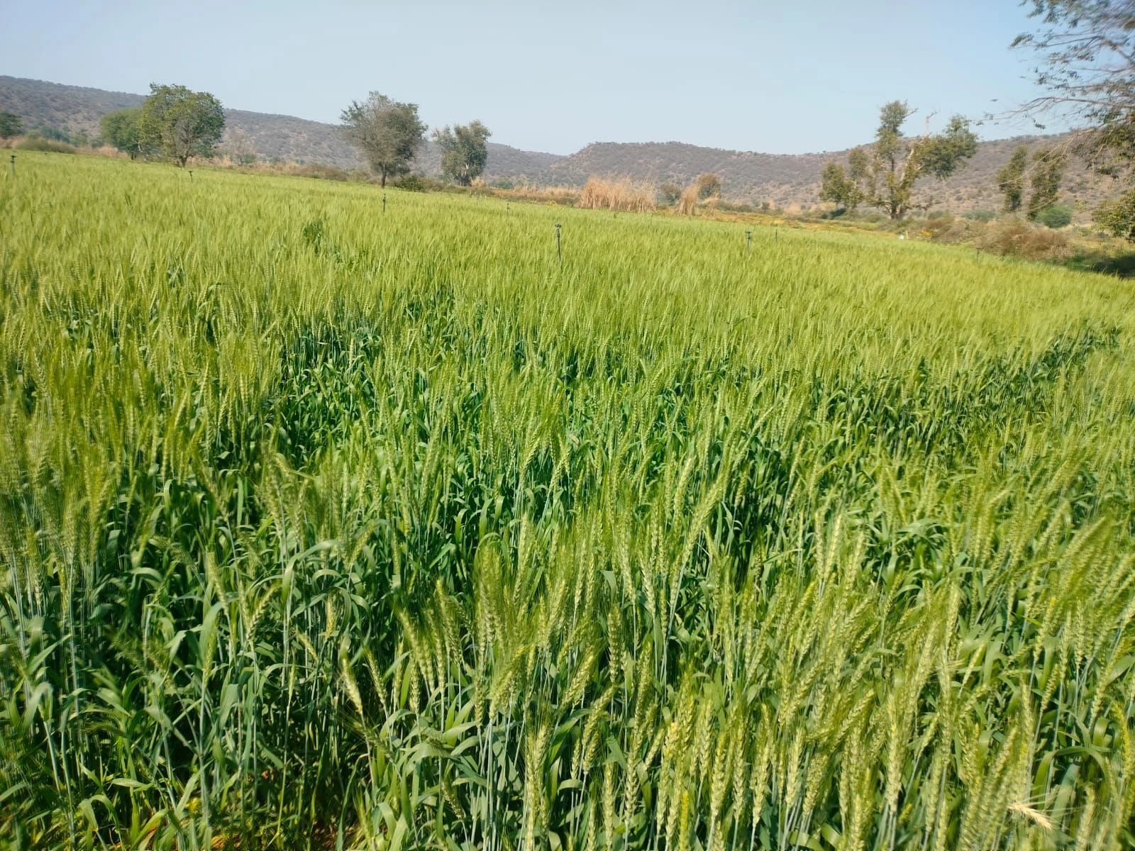 Parisal, Alwar, Alwar, Rajasthan, India