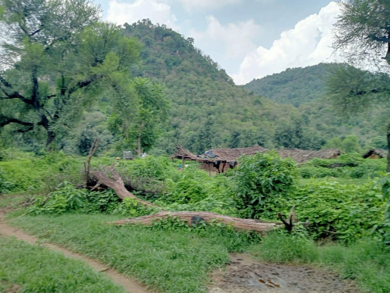 HG4R+68 Rundh Dadikar, Rajasthan, India