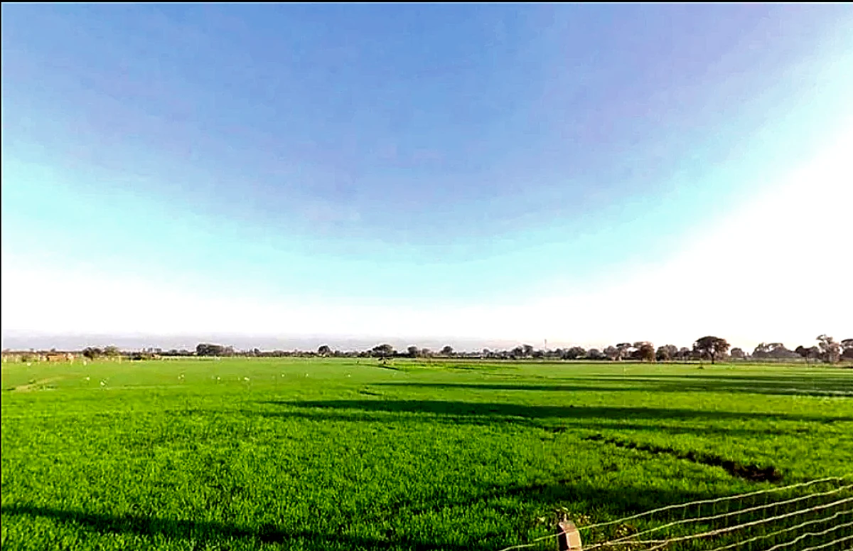 Mawana, Uttar Pradesh, India