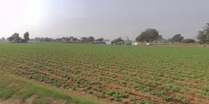 Manjusar, Gujarat, India preview 2