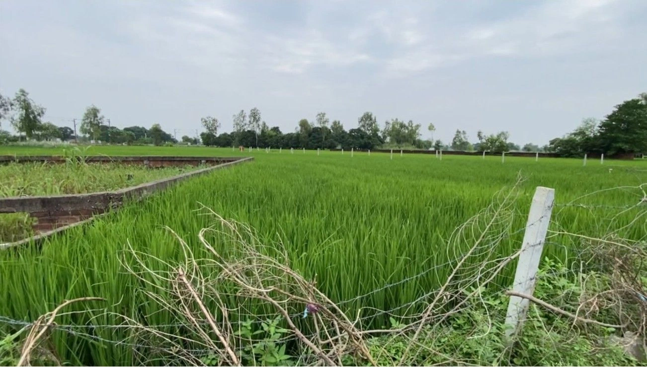 Q455+VC Baliyakhera, Lucknow, Uttar Pradesh, India