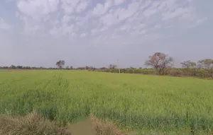 Nangal Mundi, Haryana, India preview 3