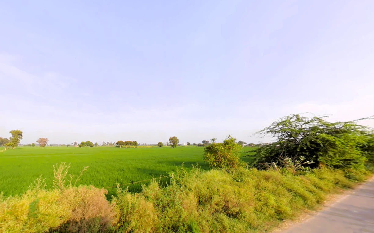 Ludana, Haryana 126113, India