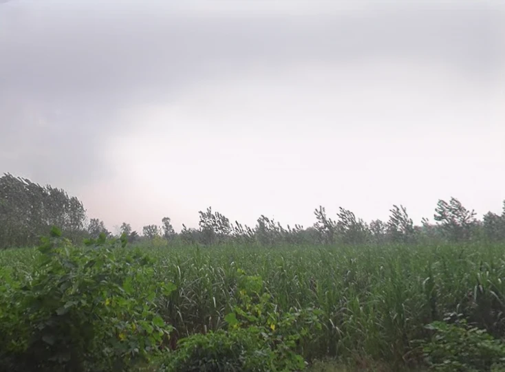 Rampur Maniharan Dehat, Uttar Pradesh 247451, India