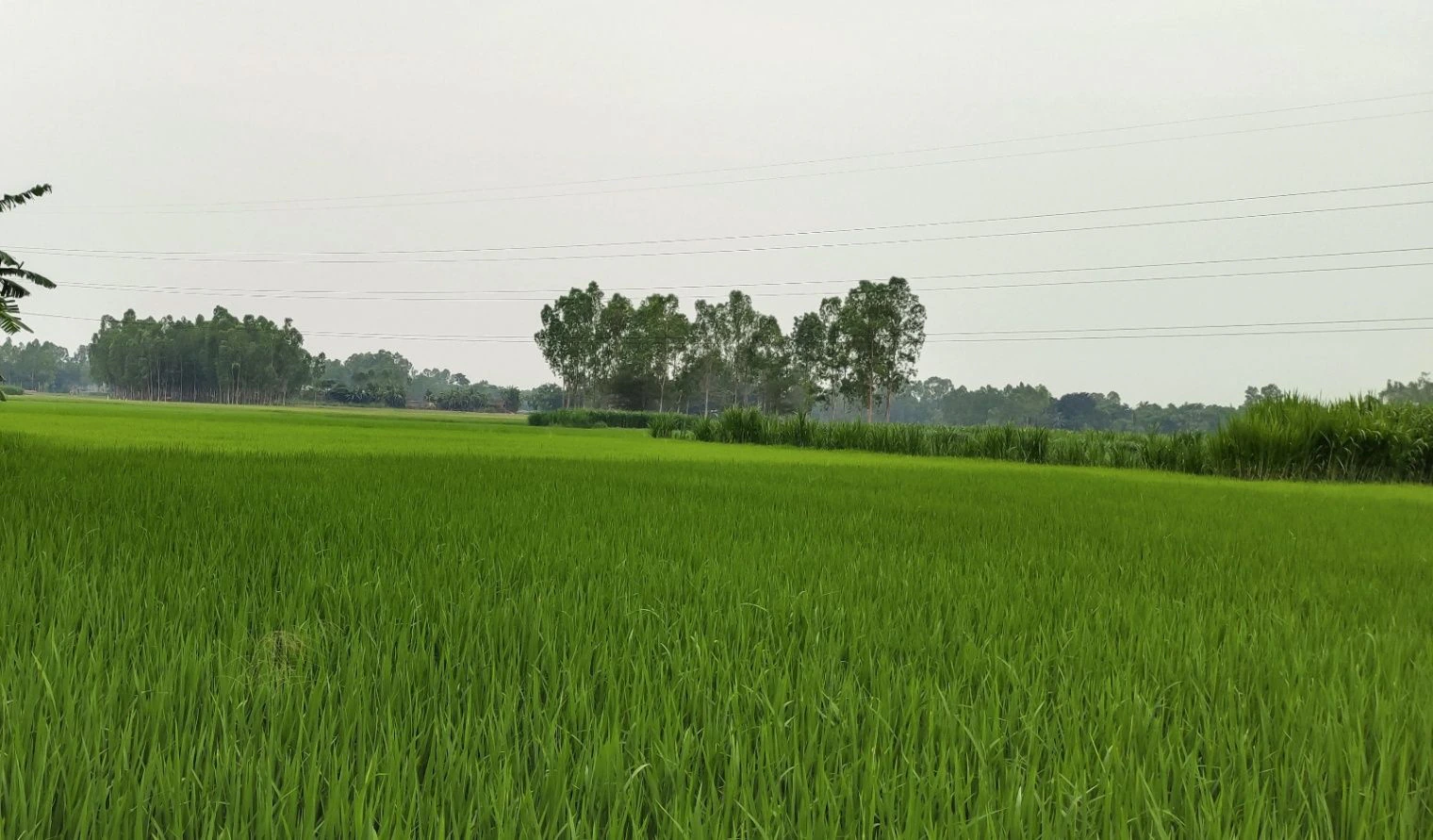 Bairagiwala, Uttarakhand 248142, India